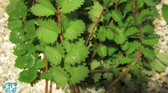 pimpinella