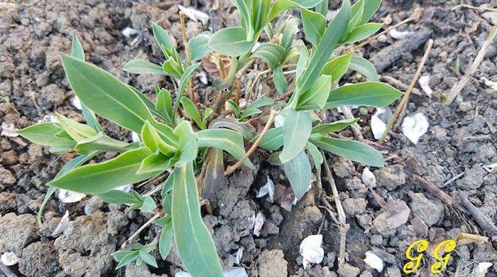 Silene vulgaris