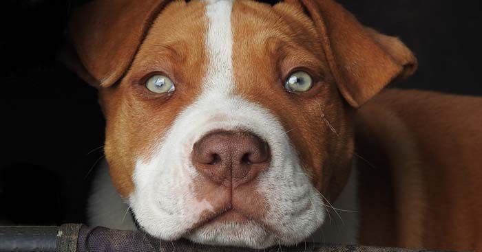 cane