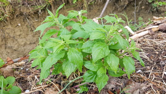 parietaria
