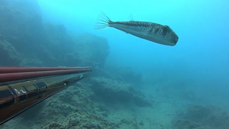 pesce palla