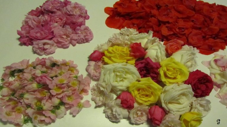 petali di rosa