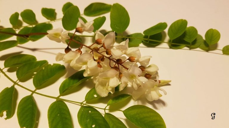 Robinia