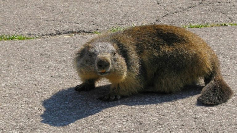 marmotta