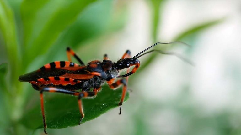 cimice assassina