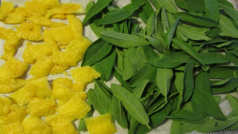 salvia