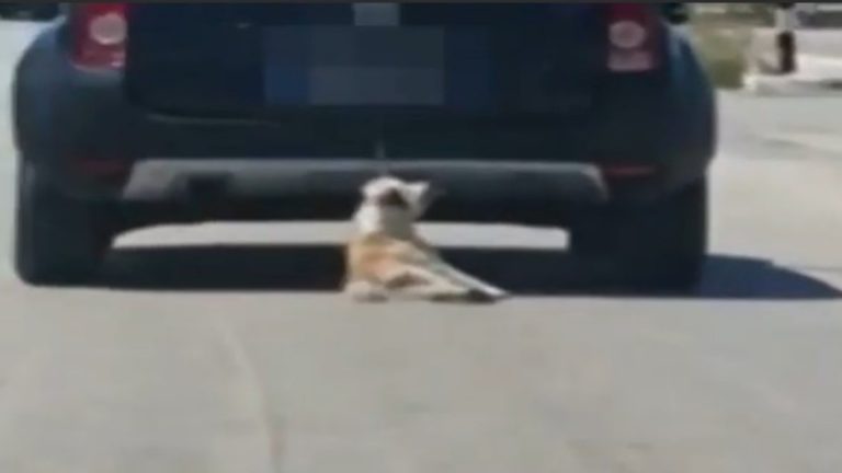 cane trascinato