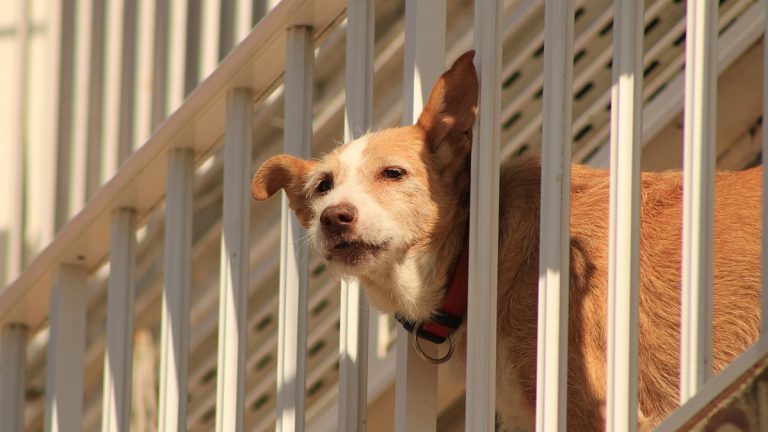cane chiuso sul balcone