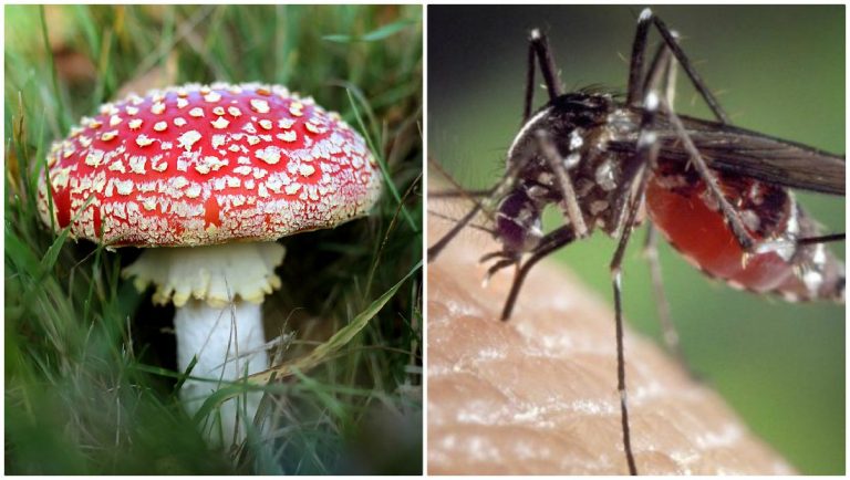 zanzare della malaria