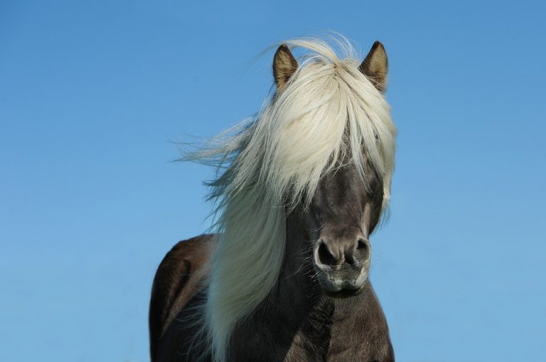cavallo