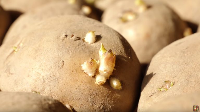 patate germogliate
