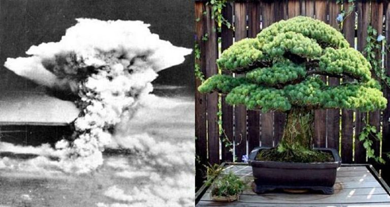hiroshima survivor