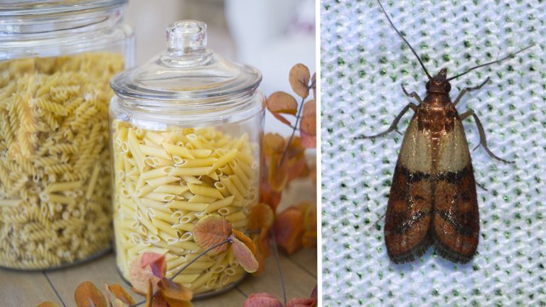 farfalline del cibo