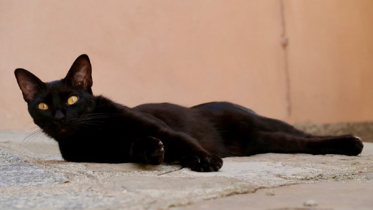 gatti