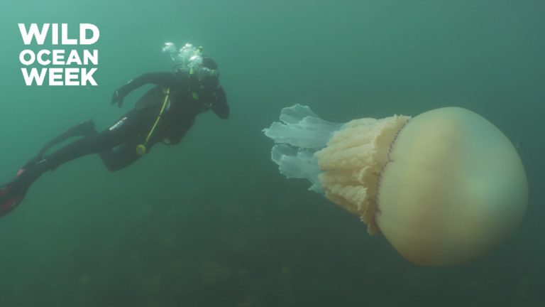 polmone di mare