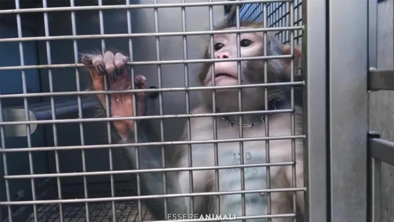sperimentaizone animale
