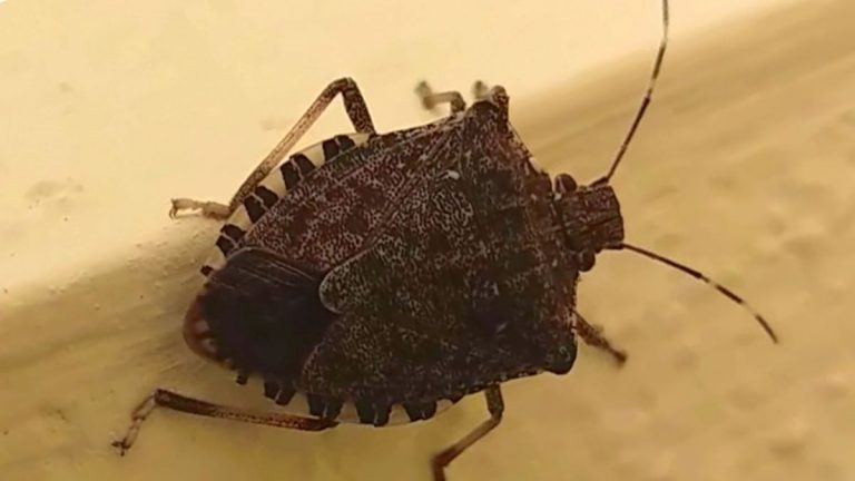 cimici