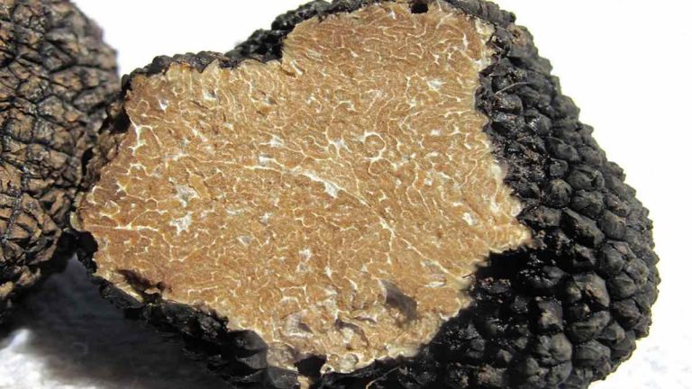 tartufo