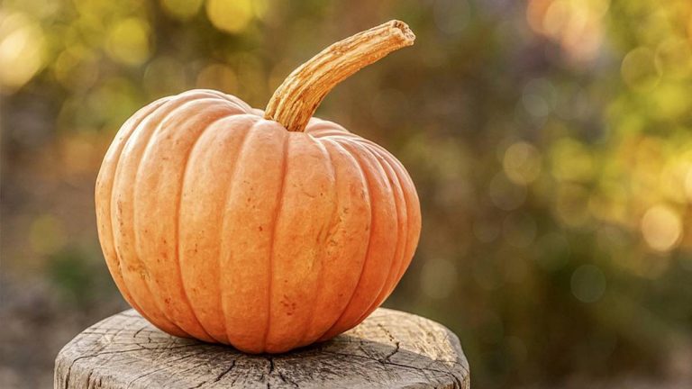 zucca
