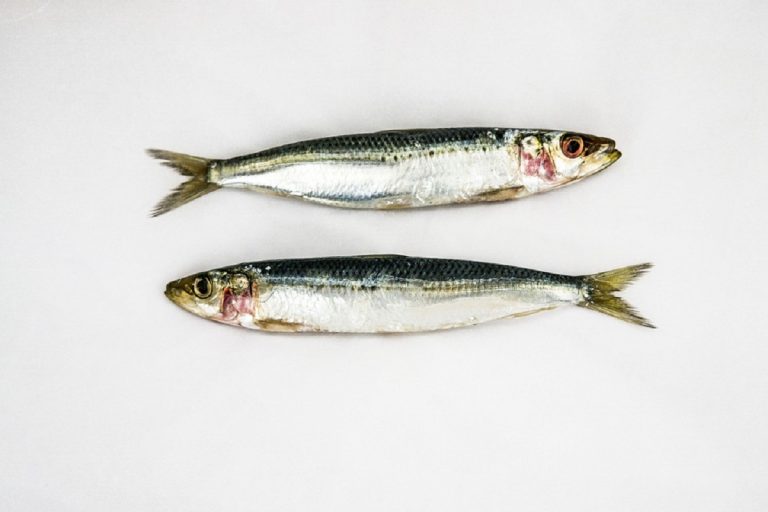 sardine