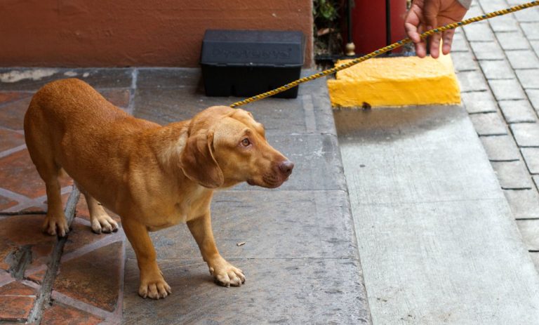 cane abbandonato