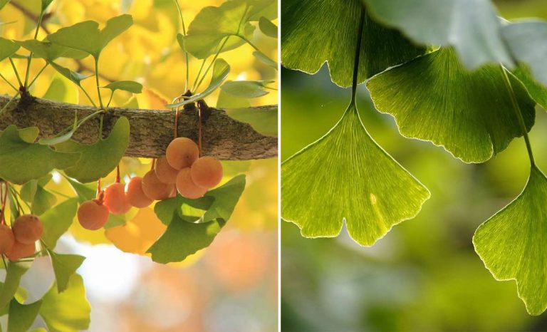 ginkgo biloba