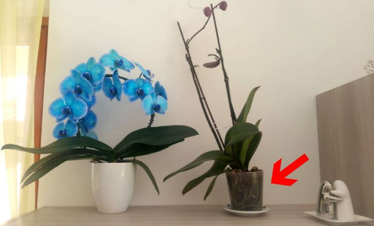 orchidea