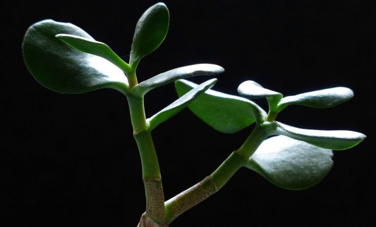 albero di giada