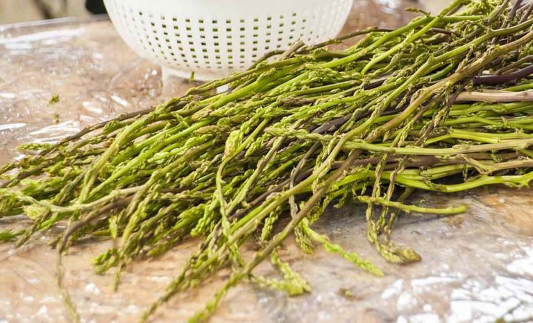 asparagi selvatici