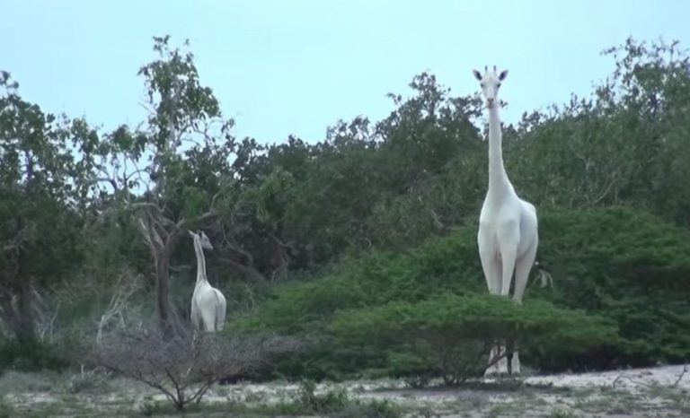 giraffa bianca