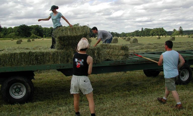 lavoro agricolo