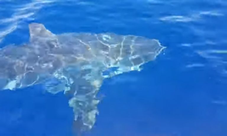 squalo bianco a lampedusa