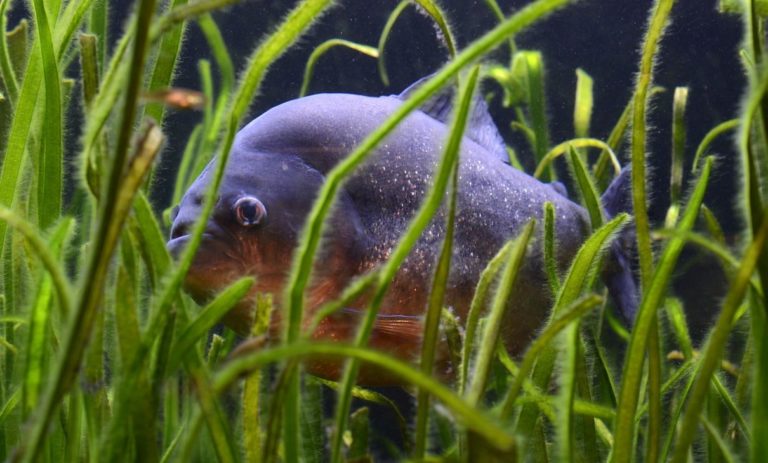 piranha