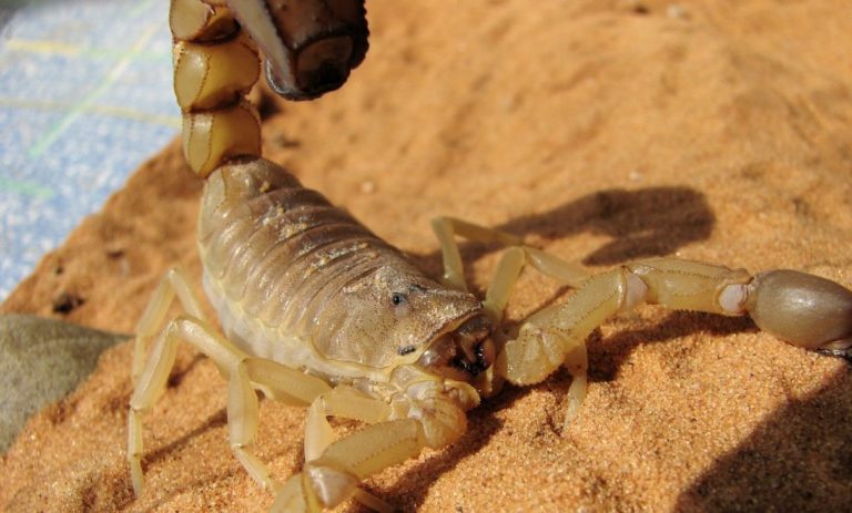 Scorpioni