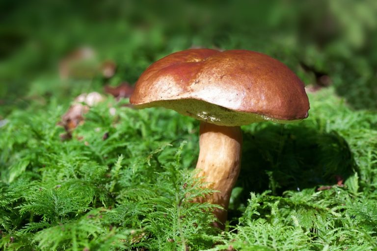È arrivato l’autunno: i consigli in cucina